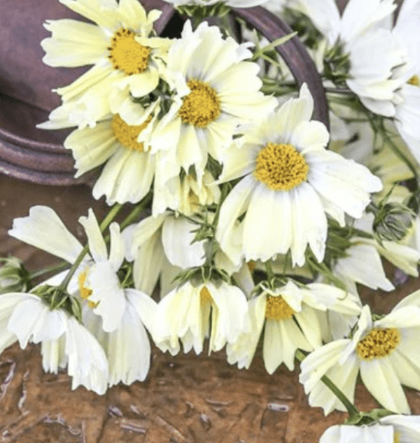 Cosmos - Japanese Kiiro (3.25" pot)
